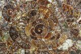 Composite Plate Of Agatized Ammonite Fossils #77792-1